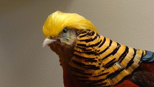 Trumpbird Blank Meme Template