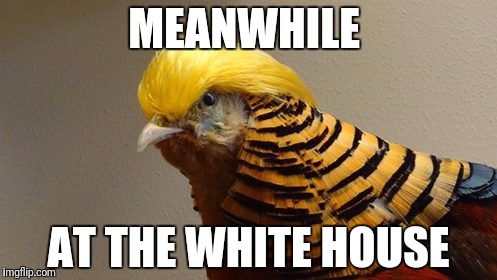 Meanwhile at the white house | MEANWHILE; AT THE WHITE HOUSE | image tagged in trumpbird,donald trump,trump,white house | made w/ Imgflip meme maker