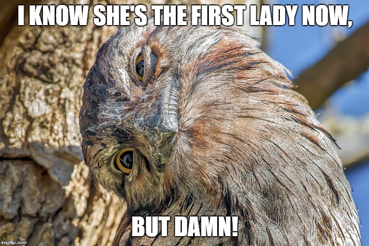 I KNOW SHE'S THE FIRST LADY NOW, BUT DAMN! | image tagged in owl | made w/ Imgflip meme maker