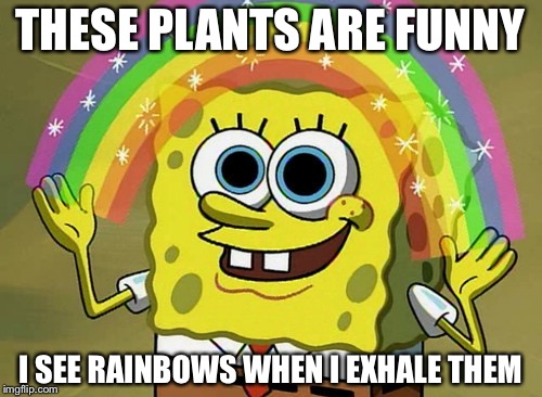 Imagination Spongebob Meme | THESE PLANTS ARE FUNNY; I SEE RAINBOWS WHEN I EXHALE THEM | image tagged in memes,imagination spongebob | made w/ Imgflip meme maker