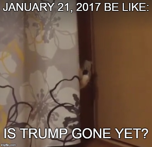 Is Trump Gone Yet? | JANUARY 21, 2017 BE LIKE:; IS TRUMP GONE YET? | image tagged in donald trump,trump,potus,cats,cat,cute cat | made w/ Imgflip meme maker