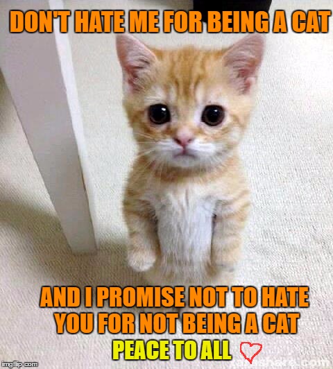 i hate you cat memes