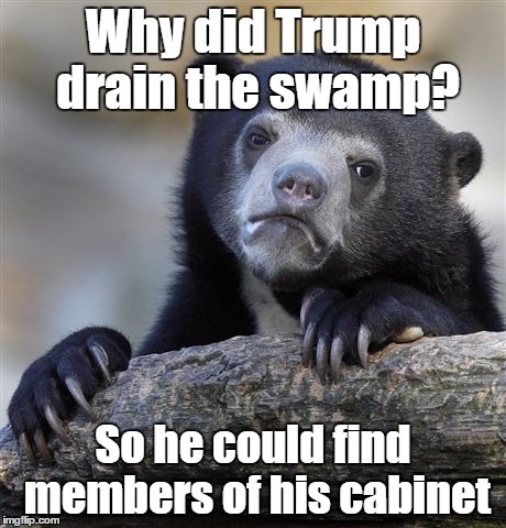 Confession Bear Meme | Why did Trump drain the swamp? So he could find members of his cabinet | image tagged in memes,confession bear | made w/ Imgflip meme maker