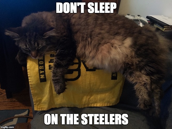 Don't Sleep on the Steelers | DON'T SLEEP; ON THE STEELERS | image tagged in cat,sleeping cat,pittsburgh steelers,funny cats,cute cat,sleepy cat | made w/ Imgflip meme maker