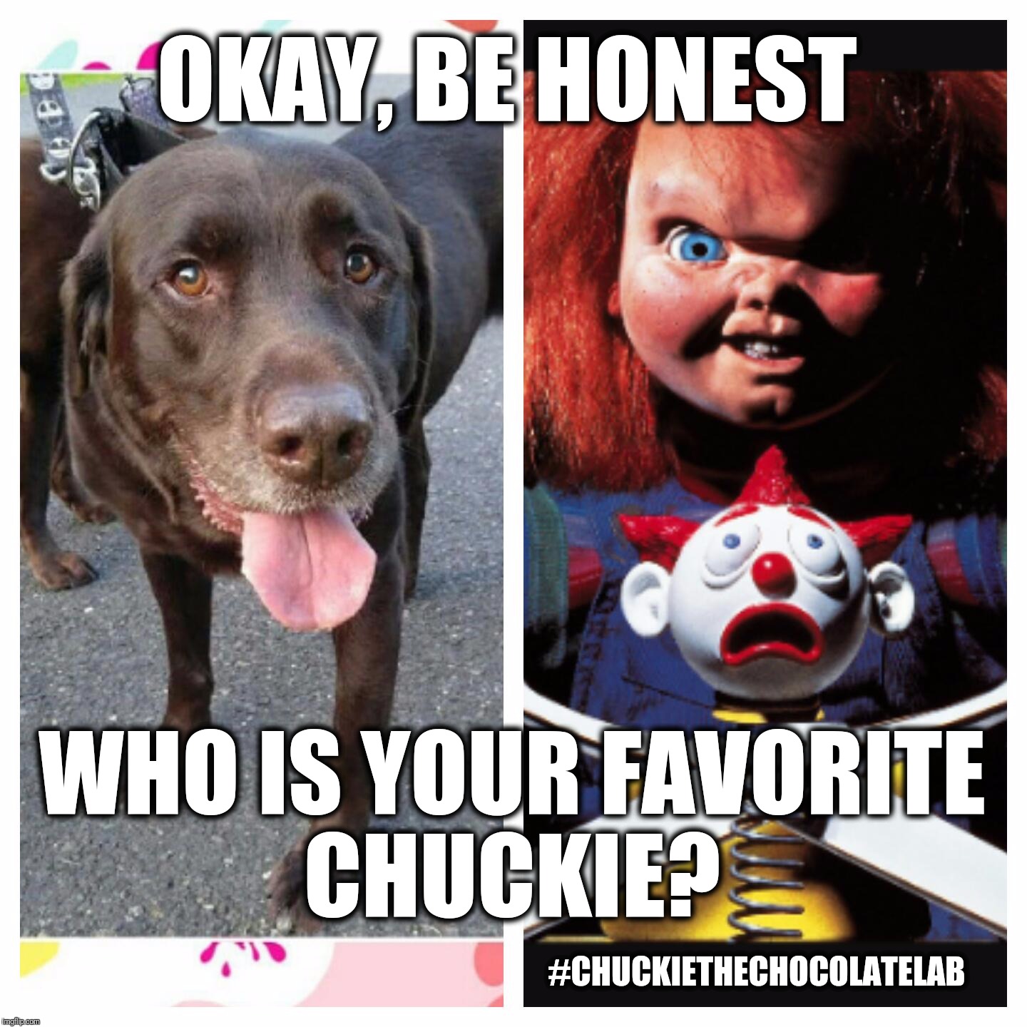 Who is your favorite Chuckie?  |  OKAY, BE HONEST; WHO IS YOUR FAVORITE CHUCKIE? #CHUCKIETHECHOCOLATELAB | image tagged in chuckie the chocolate lab,chucky,funny,dogs,memes,labrador | made w/ Imgflip meme maker