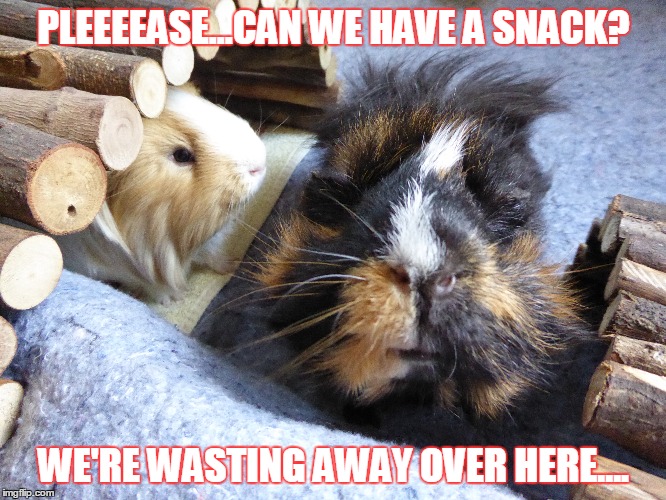 Guinea pigs begging for snacks | PLEEEEASE...CAN WE HAVE A SNACK? WE'RE WASTING AWAY OVER HERE.... | image tagged in guinea pig,hungry,bottomless pit,cute and fluffy,nostril close-up | made w/ Imgflip meme maker