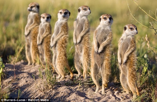 Meerkats Blank Meme Template