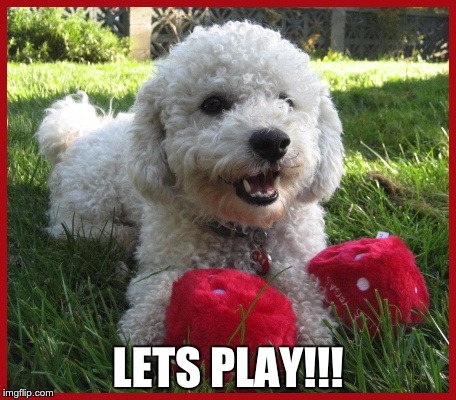 lets play | LETS PLAY!!! | image tagged in dog | made w/ Imgflip meme maker