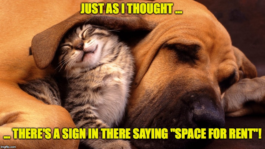 Cat Revelation | JUST AS I THOUGHT ... ... THERE'S A SIGN IN THERE SAYING "SPACE FOR RENT"! | image tagged in friendship | made w/ Imgflip meme maker