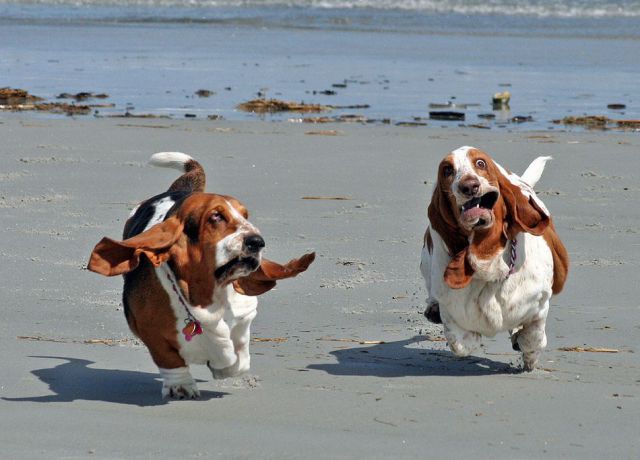 High Quality Basset hounds on the beach Blank Meme Template