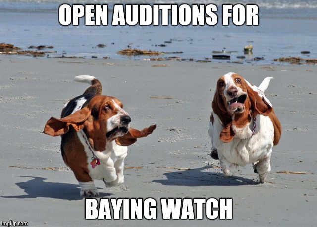 I'M TIRED OF WINTER!!! I propose that we have a Beach Week! | OPEN AUDITIONS FOR; BAYING WATCH | image tagged in basset hounds on the beach,memes,beach week | made w/ Imgflip meme maker