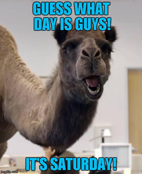 Saturdays Are Better Than Mondays | GUESS WHAT DAY IS GUYS! IT'S SATURDAY! | image tagged in camel | made w/ Imgflip meme maker