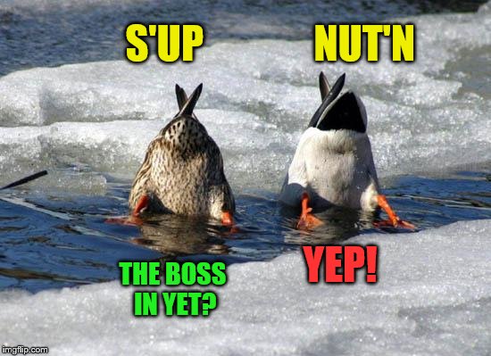 Any given day at my office | S'UP              NUT'N; YEP! THE BOSS IN YET? | image tagged in work,memes,ducks | made w/ Imgflip meme maker