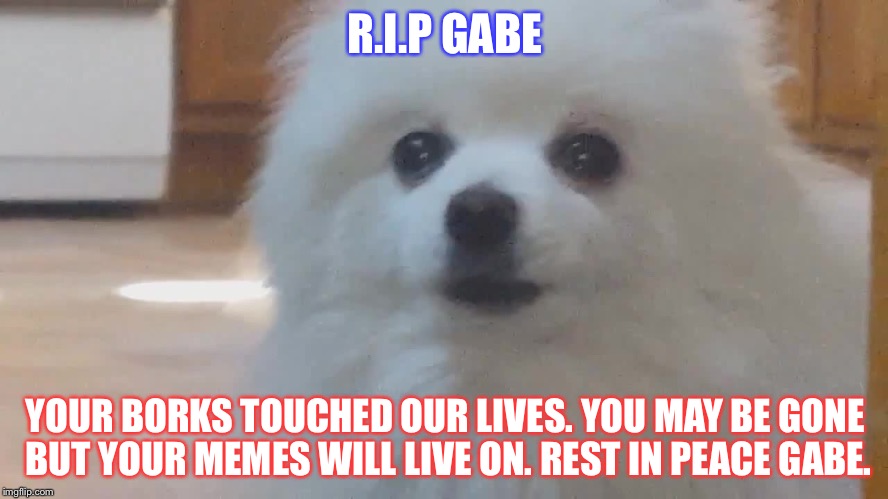 RIP Gabe | R.I.P GABE; YOUR BORKS TOUCHED OUR LIVES. YOU MAY BE GONE BUT YOUR MEMES WILL LIVE ON. REST IN PEACE GABE. | image tagged in memes | made w/ Imgflip meme maker