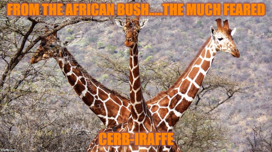 FROM THE AFRICAN BUSH.....THE MUCH FEARED; CERB-IRAFFE | image tagged in giraffe,funny,funny memes,hell,feared | made w/ Imgflip meme maker