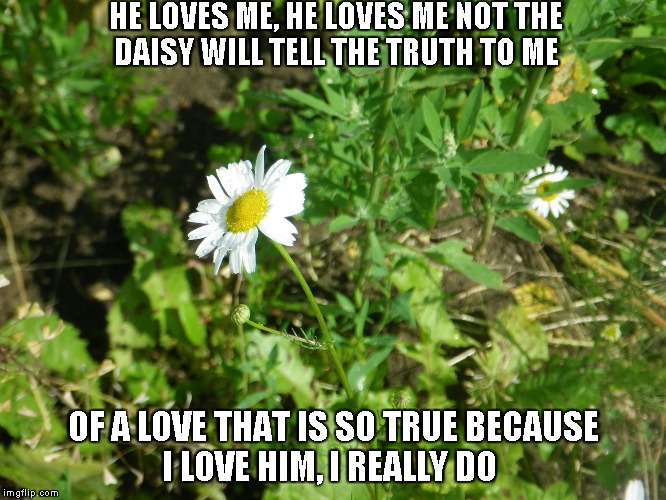 The Daisy | HE LOVES ME, HE LOVES ME NOT
THE DAISY WILL TELL THE TRUTH TO ME; OF A LOVE THAT IS SO TRUE
BECAUSE I LOVE HIM, I REALLY DO | image tagged in love,daisies | made w/ Imgflip meme maker