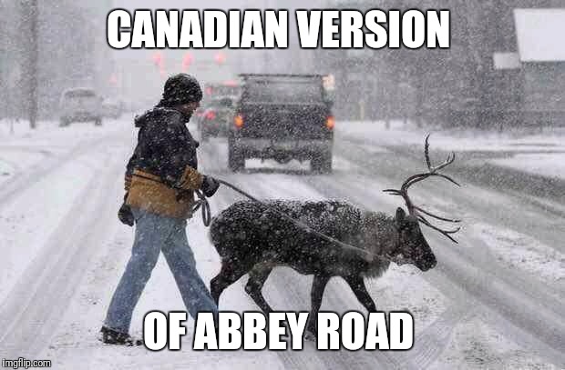CANADIAN VERSION; OF ABBEY ROAD | image tagged in memes | made w/ Imgflip meme maker