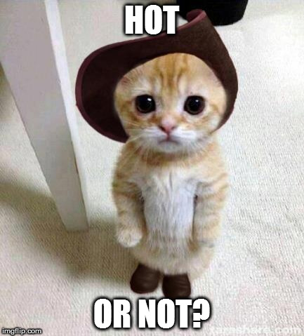 Cute Cat |  HOT; OR NOT? | image tagged in cute cat | made w/ Imgflip meme maker