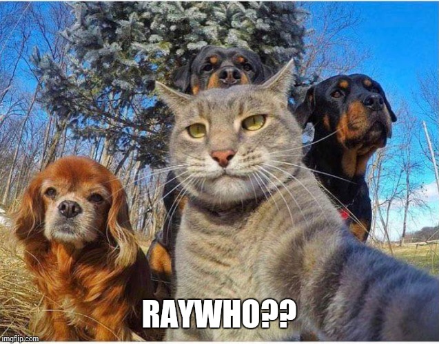 RayCat and crew..lol | RAYWHO?? | image tagged in memes | made w/ Imgflip meme maker