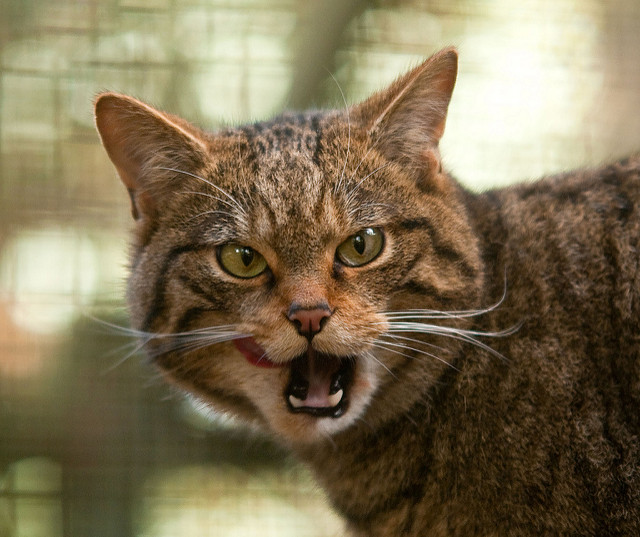 High Quality scottish wildcat Blank Meme Template