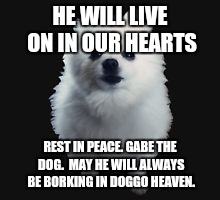 Gabe the dog | HE WILL LIVE ON IN OUR HEARTS; REST IN PEACE. GABE THE DOG.  MAY HE WILL ALWAYS BE BORKING IN DOGGO HEAVEN. | image tagged in gabe the dog | made w/ Imgflip meme maker