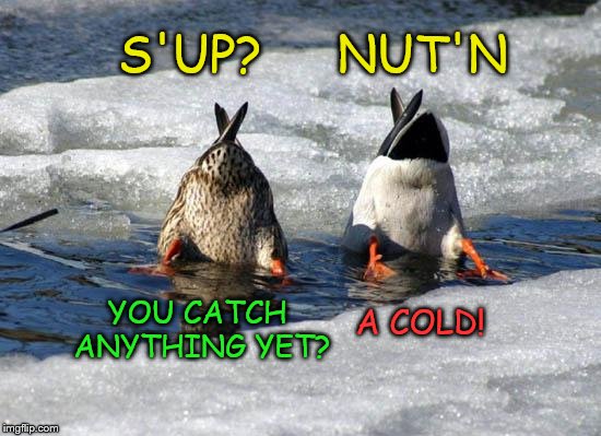 Fishin' for answers | S'UP?     NUT'N; YOU CATCH ANYTHING YET? A COLD! | image tagged in funny memes,fishing,ducks | made w/ Imgflip meme maker