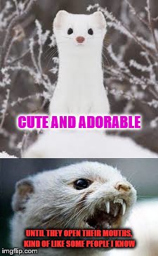 Weasels, weasels everywhere | CUTE AND ADORABLE; UNTIL THEY OPEN THEIR MOUTHS, KIND OF LIKE SOME PEOPLE I KNOW | image tagged in weasel,cute | made w/ Imgflip meme maker