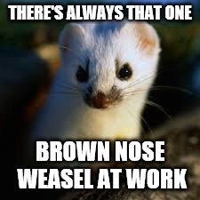 THERE'S ALWAYS THAT ONE BROWN NOSE WEASEL AT WORK | made w/ Imgflip meme maker