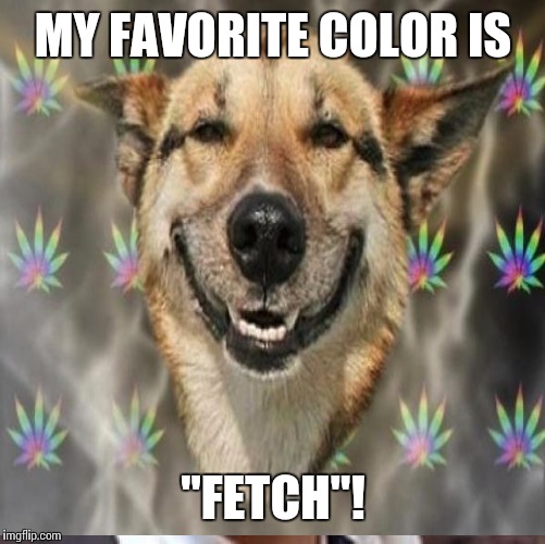 MY FAVORITE COLOR IS "FETCH"! | made w/ Imgflip meme maker