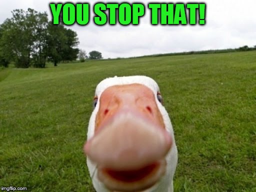 YOU STOP THAT! | made w/ Imgflip meme maker