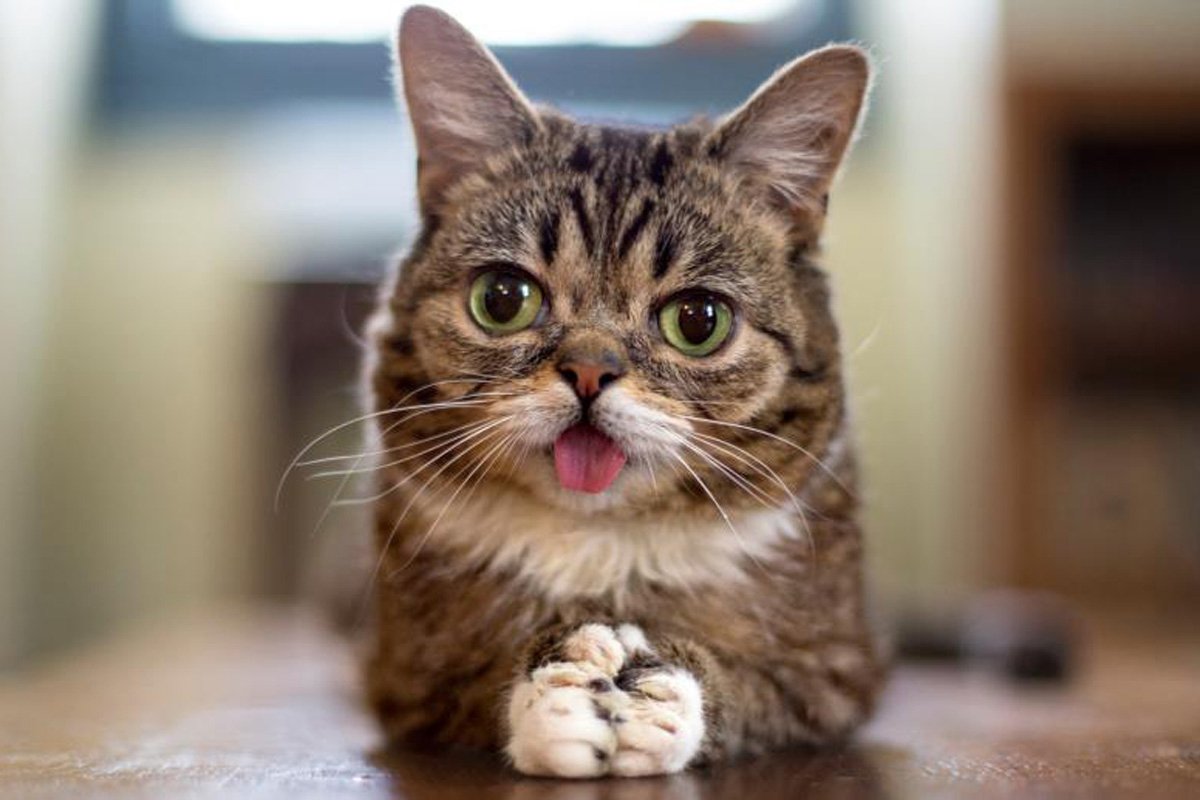 Lil Bub Blank Meme Template