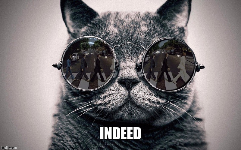 Beatles cat | INDEED | image tagged in beatles cat | made w/ Imgflip meme maker