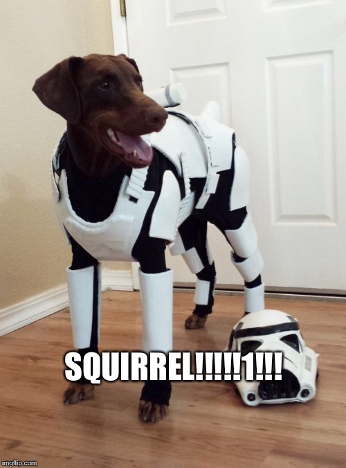 SQUIRREL!!!!!1!!! | image tagged in storm trooper dog | made w/ Imgflip meme maker