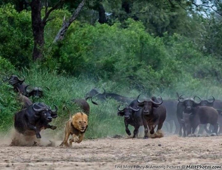 water buffalo chasing lion Blank Meme Template