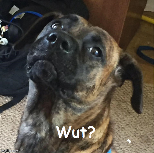 Wut Dog | image tagged in dog,wut,meme | made w/ Imgflip meme maker