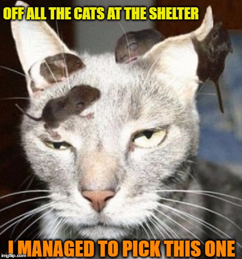 Useless Cat | OFF ALL THE CATS AT THE SHELTER; I MANAGED TO PICK THIS ONE | image tagged in funny memes,wmp,i love cats,useless,head mice | made w/ Imgflip meme maker