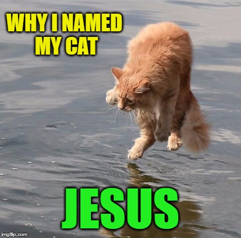 Miracle Cat | WHY I NAMED MY CAT; JESUS | image tagged in funny memes,wmp | made w/ Imgflip meme maker
