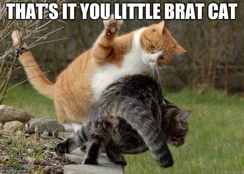 THAT'S IT YOU LITTLE BRAT CAT | made w/ Imgflip meme maker