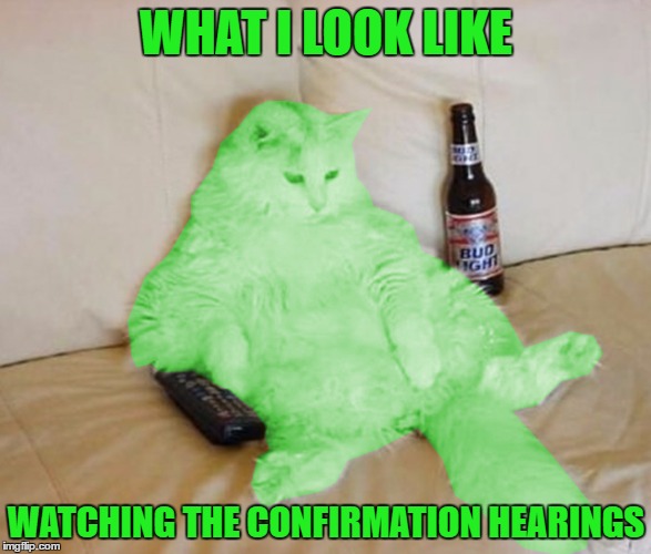RayCat Chillin' | WHAT I LOOK LIKE; WATCHING THE CONFIRMATION HEARINGS | image tagged in raycat chillin',memes | made w/ Imgflip meme maker