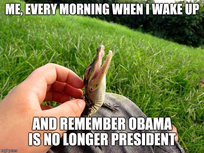 Baby Gator | ME, EVERY MORNING WHEN I WAKE UP; AND REMEMBER OBAMA IS NO LONGER PRESIDENT | image tagged in baby gator | made w/ Imgflip meme maker