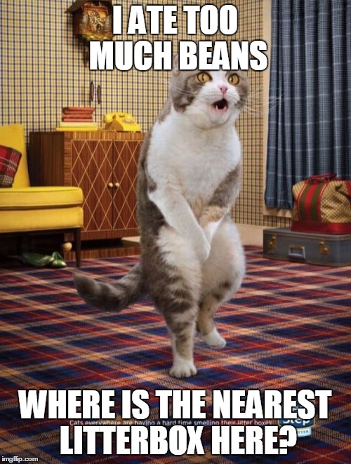 Gotta Go Cat Meme | I ATE TOO MUCH BEANS; WHERE IS THE NEAREST LITTERBOX HERE? | image tagged in memes,gotta go cat | made w/ Imgflip meme maker