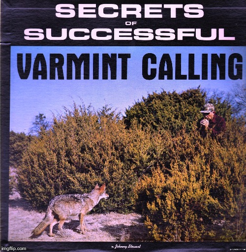 Now what? | . | image tagged in memes,varmint calling,bad album art week,coyote,danger,funny | made w/ Imgflip meme maker