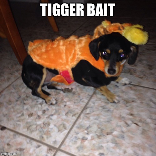 TIGGER BAIT | image tagged in zeplyn | made w/ Imgflip meme maker