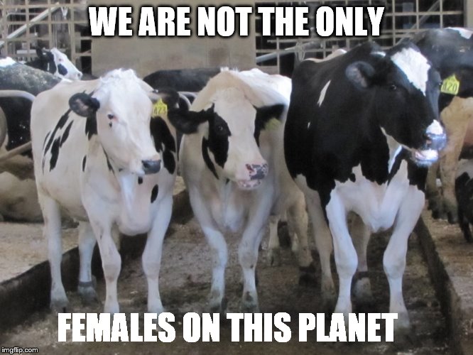 All females are equal | WE ARE NOT THE ONLY; FEMALES ON THIS PLANET | image tagged in notourmilk | made w/ Imgflip meme maker