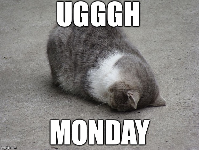 Face plant cat | UGGGH; MONDAY | image tagged in face plant cat | made w/ Imgflip meme maker