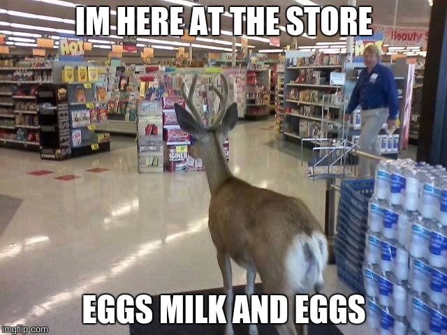 Dear Deer | IM HERE AT THE STORE; EGGS MILK AND EGGS | image tagged in dear deer | made w/ Imgflip meme maker