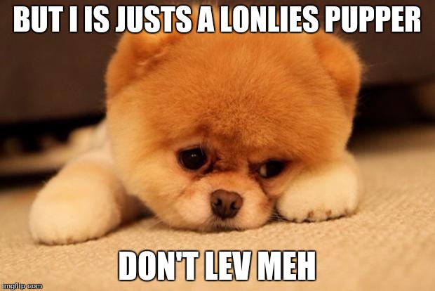 Sad puppy | BUT I IS JUSTS A LONLIES PUPPER; DON'T LEV MEH | image tagged in sad puppy | made w/ Imgflip meme maker