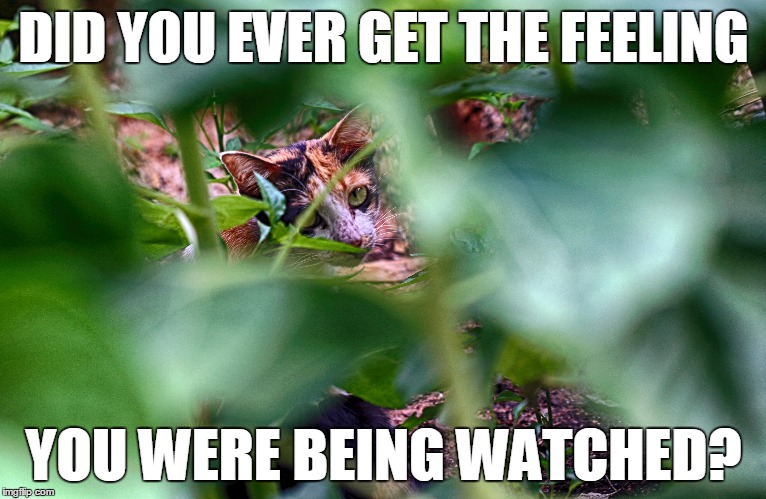 DID YOU EVER GET THE FEELING; YOU WERE BEING WATCHED? | image tagged in cat,cats,funny,looking,watching,cute | made w/ Imgflip meme maker
