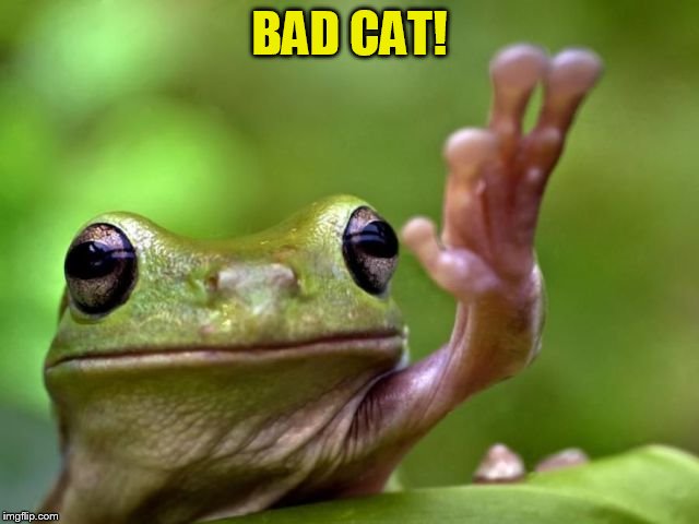 BAD CAT! | made w/ Imgflip meme maker