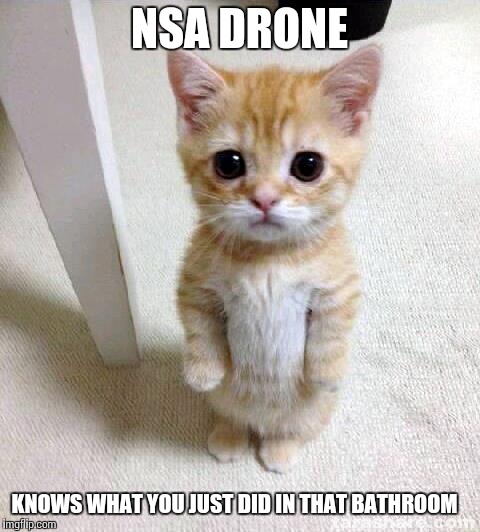 project cuddle | NSA DRONE; KNOWS WHAT YOU JUST DID IN THAT BATHROOM | image tagged in memes,cute cat,nsa | made w/ Imgflip meme maker